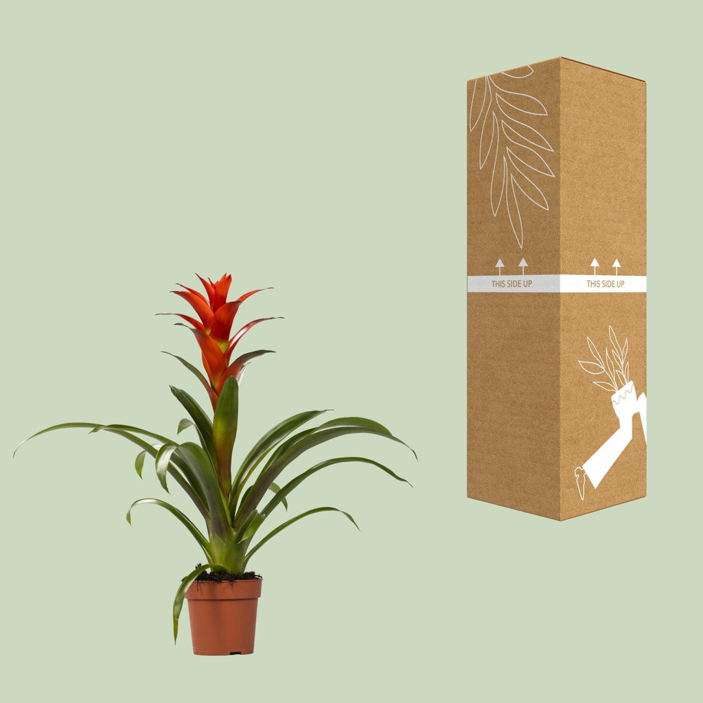 Guzmania Ostara (Bromeliaceae) – Ø12 cm, 45 cm høj