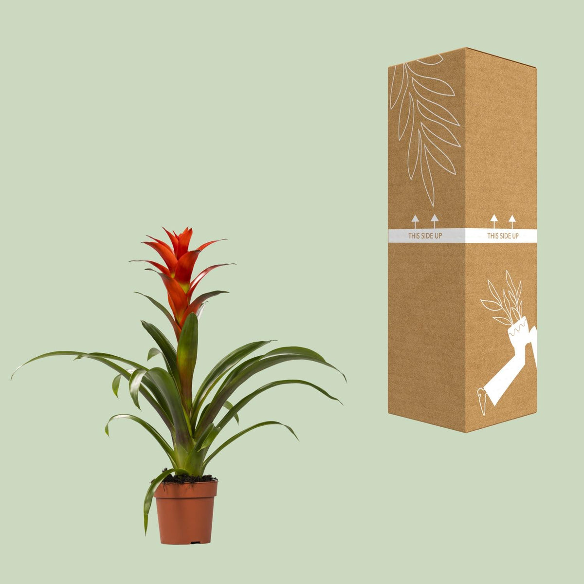 Guzmania Ostara (Bromeliaceae) – Ø12 cm, 45 cm hoog