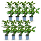 Prunus laurocerasus 'Rotundifolia' (Kirschlorbeer) – 8 Pflanzen, Ø9 cm, 25–35 cm hoch