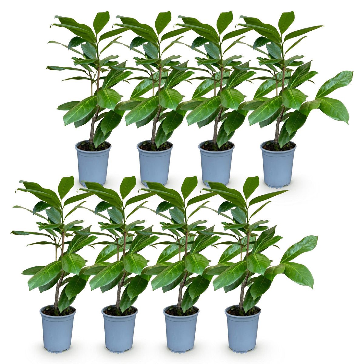Prunus laurocerasus 'Rotundifolia' (laurier-cerise) – 8 plants, Ø9 cm, 25–35 cm de haut – photo 2