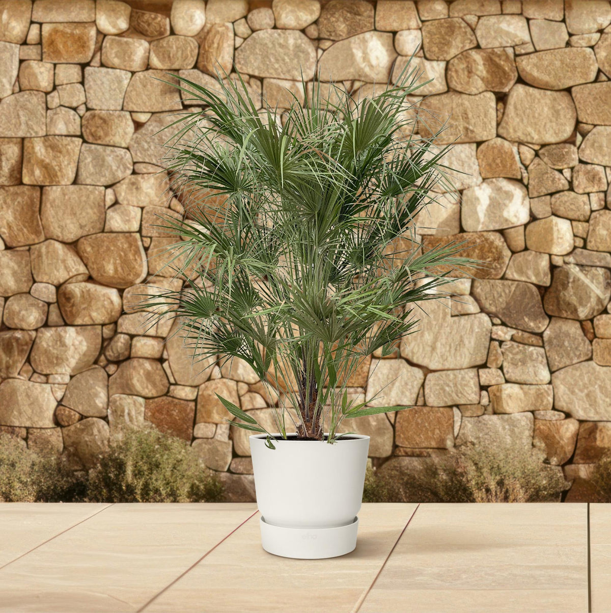 Chamaerops humilis shrub (dwarf palm) – Ø30 cm, 170 cm high – photo 4
