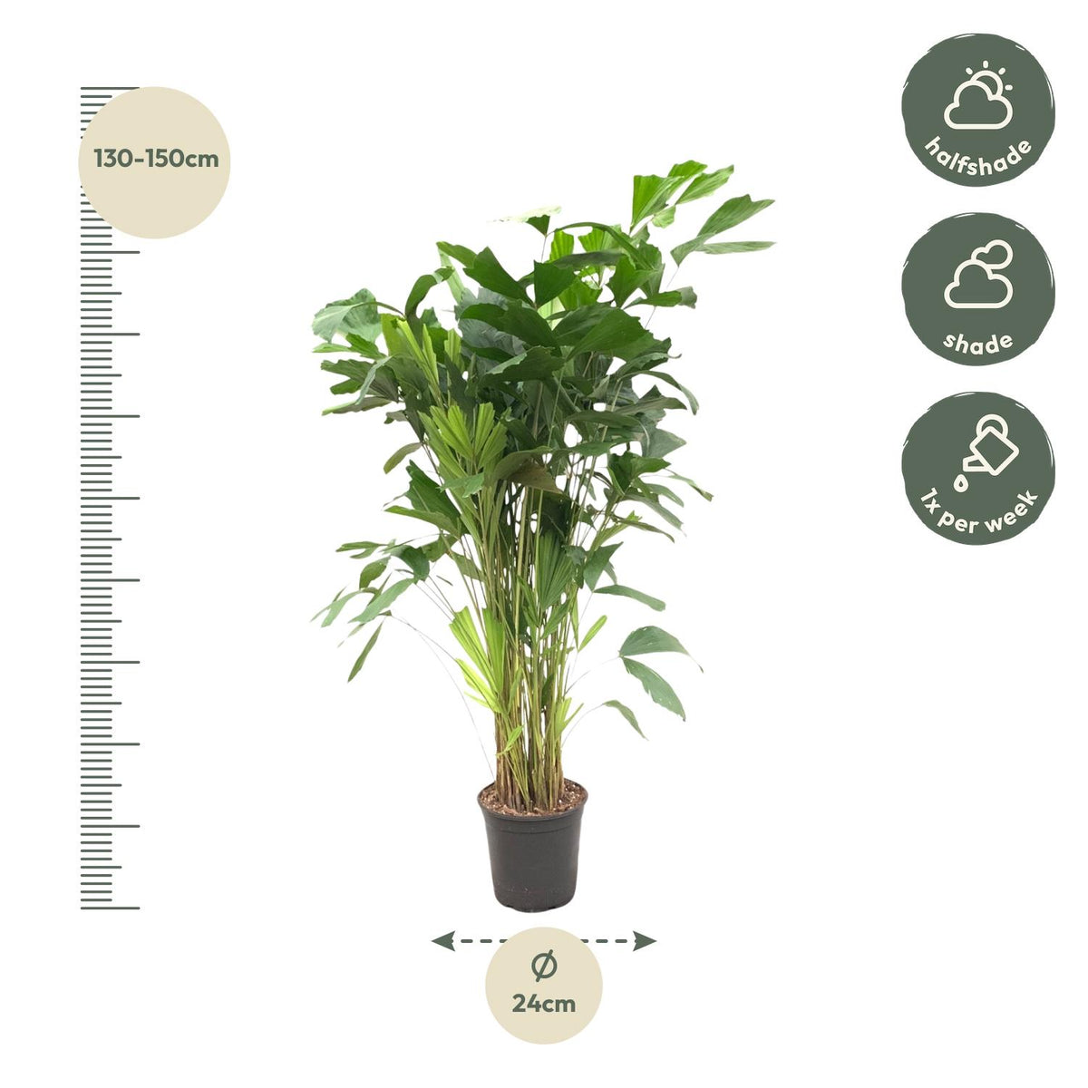 Caryota Mitis (palmier queue-de-renard) – Ø24 cm, 150 cm de haut