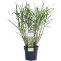 Miscanthus sinensis 'Strictus' (Japanisches Silbergras) – Ø 23 cm, 60 cm hoch