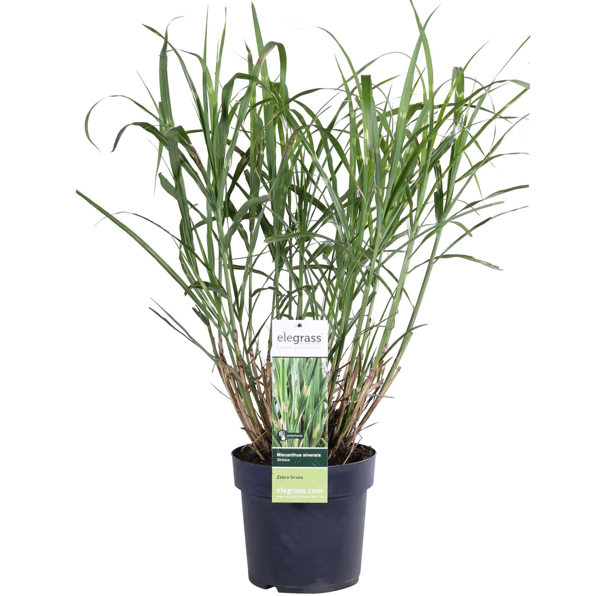 Miscanthus sinensis 'Strictus' (Japanisches Silbergras) – Ø 23 cm, 60 cm hoch