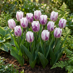 Tulpe 'Flaming Flag' – 30 Blumenzwiebeln (Zwiebelgröße 11/12)