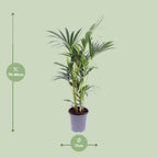 Howea forsteriana (palmier kentia) – Ø17 cm, 75 cm de haut