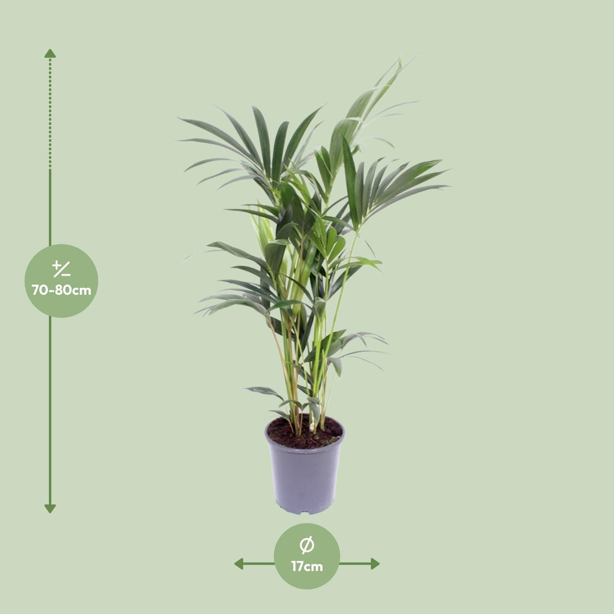 Howea forsteriana (Kentia-Palme) – Ø 17 cm, 75 cm hoch