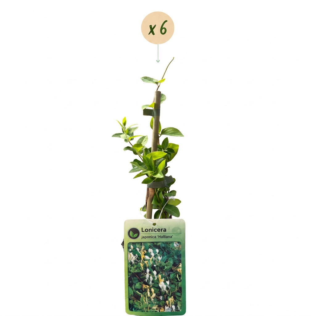 Lonicera japonica 'Halliana' (chèvrefeuille du Japon) – blanc-jaune – 6 plantes, Ø9 cm, 35 cm de haut – photo 2