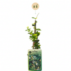 Lonicera japonica 'Halliana' (chèvrefeuille du Japon) – blanc-jaune – 6 plantes, Ø9 cm, 35 cm de haut
