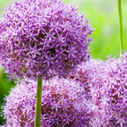 Prydster 'Globemaster' – 5 blomsterløg – art. 21349