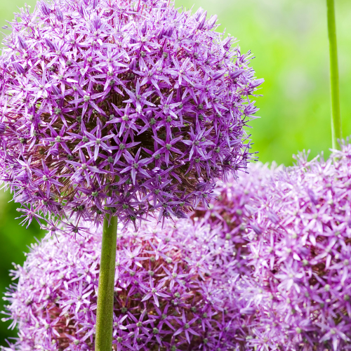 Prydster 'Globemaster' – 5 blomsterløg – art. 21349