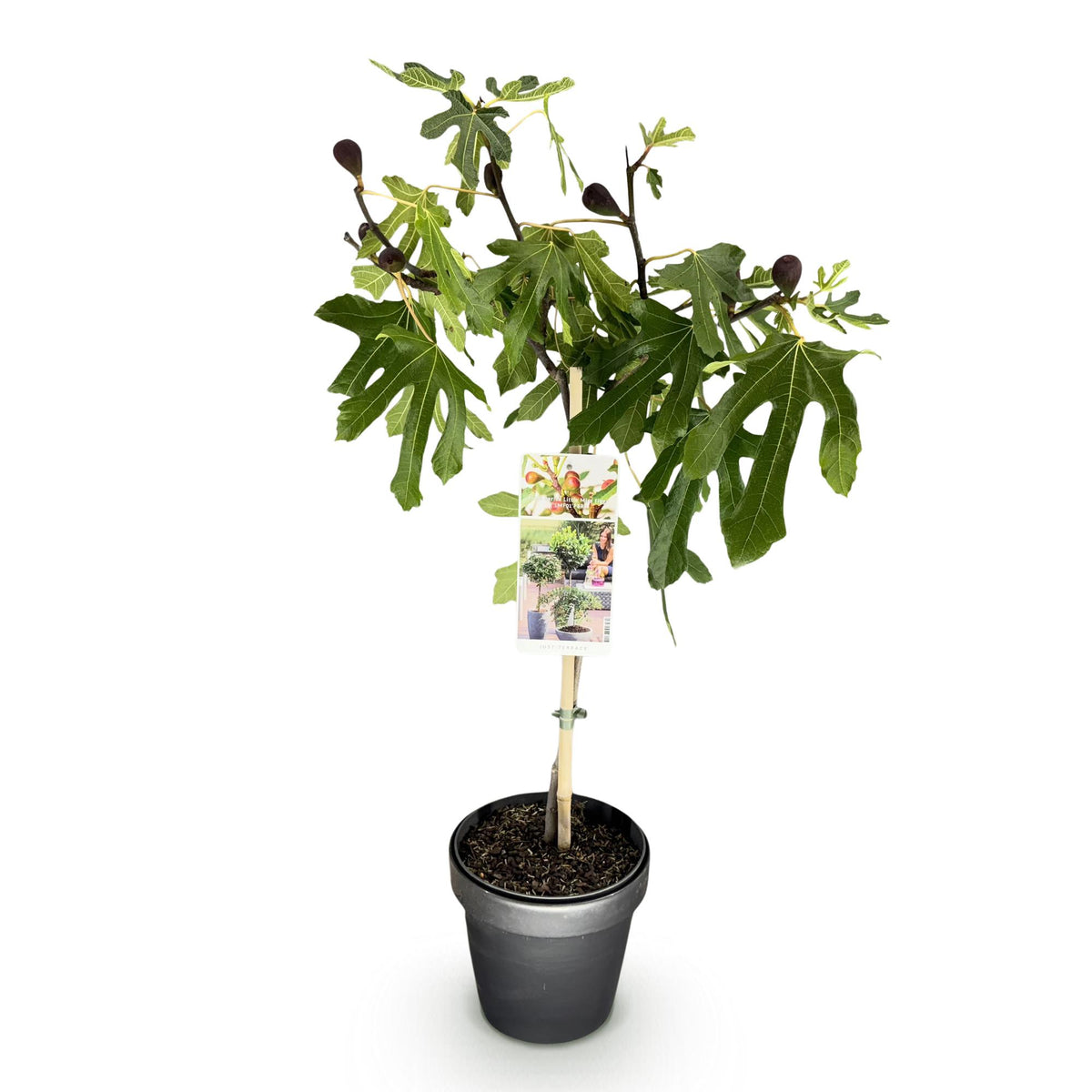 Ficus carica 'Little Miss Figgy' (figen) på stamme – Ø19 cm, 90 cm høj – billede 2