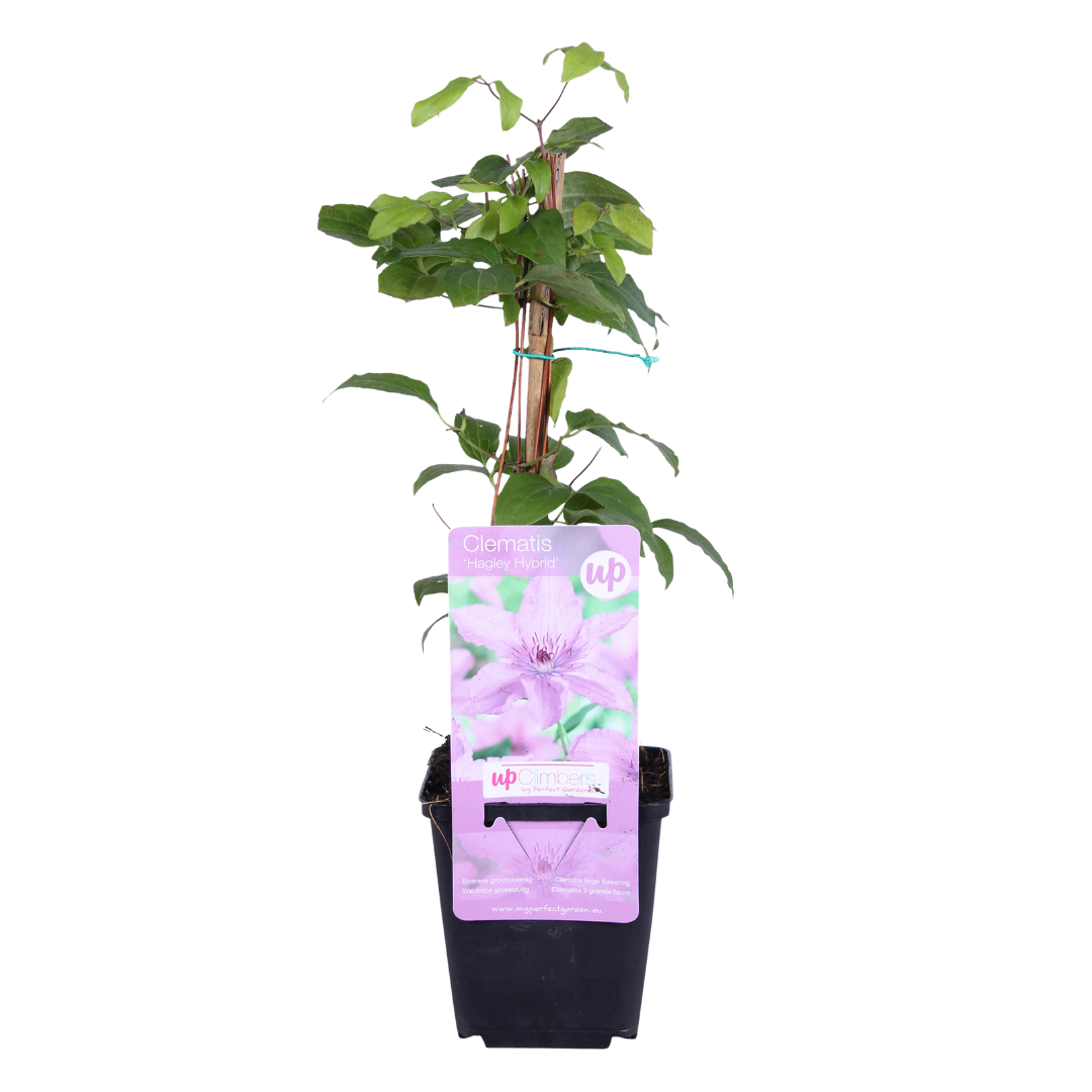 Clematis 'Hagley Hybrid' (bosrank) – 6 planten