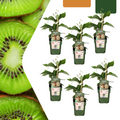 Kiwiplant (Actinidia) biologisch – 6 planten, Ø13 cm, 20 cm hoog