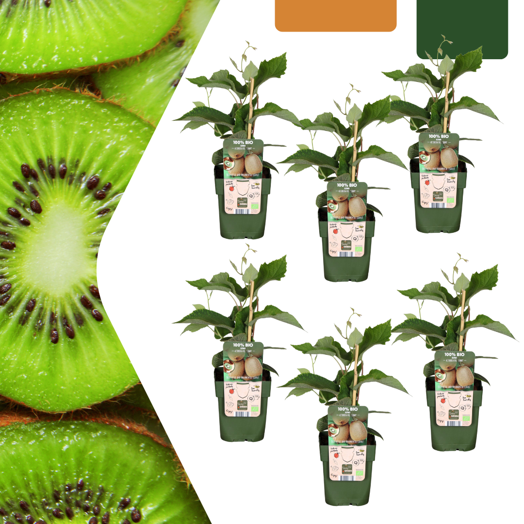 Kiwiplant (Actinidia) biologisch – 6 planten, Ø13 cm, 20 cm hoog