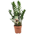 Zamioculcas zamiifolia (Glücksfeder) – Ø 17 cm, 70 cm hoch – Art. 10770