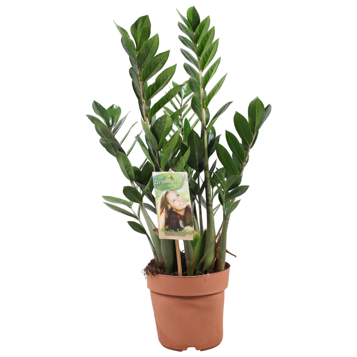 Zamioculcas zamiifolia (zz-plant) – Ø17 cm, 70 cm hoog – art. 10770