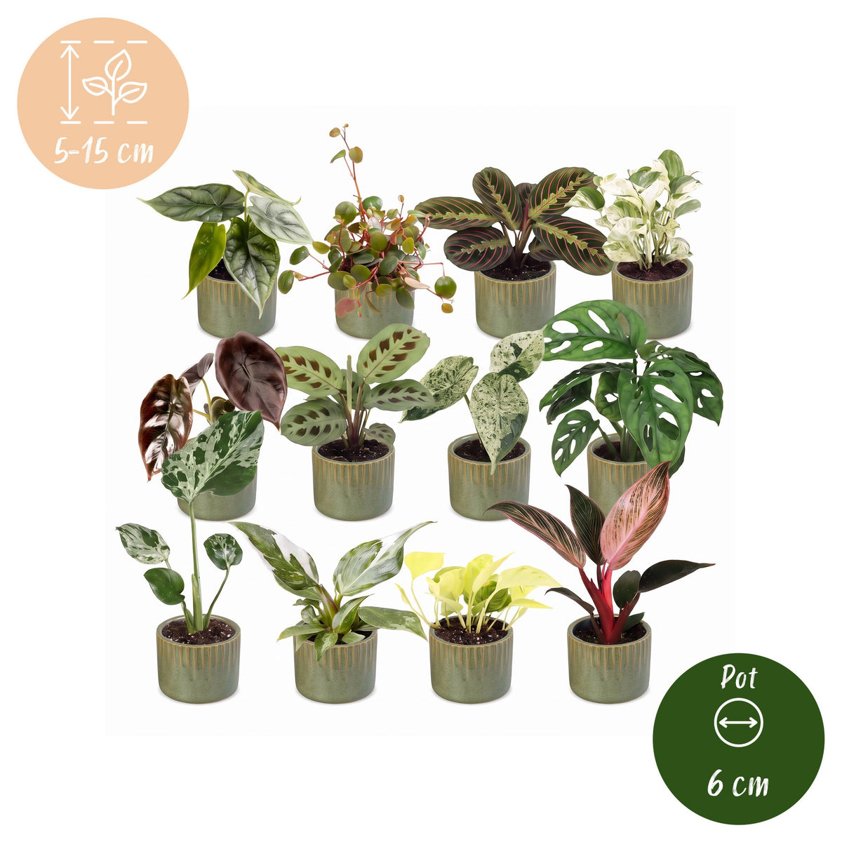 12× Coffret surprise de plantes d’intérieur incl. Linnea Olive – Ø6 cm, 5–15 cm de haut