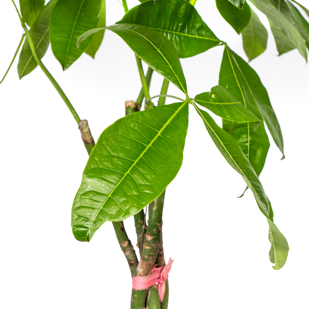 Pachira aquatica (geldboom) – Ø24 cm, 120–140 cm hoog