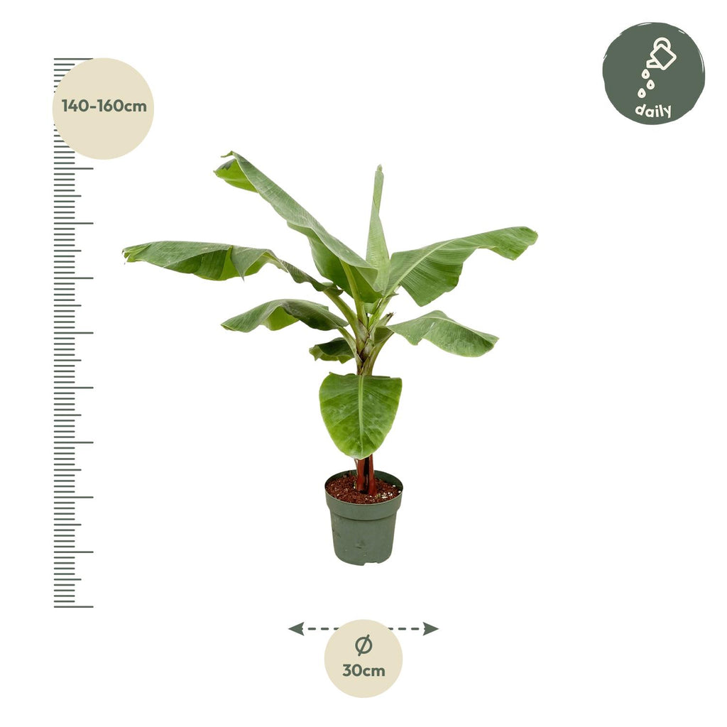Musa (Bananenpflanze) – Ø 34 cm, 200 cm hoch