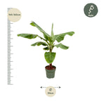 Musa (Bananenpflanze) – Ø 34 cm, 200 cm hoch