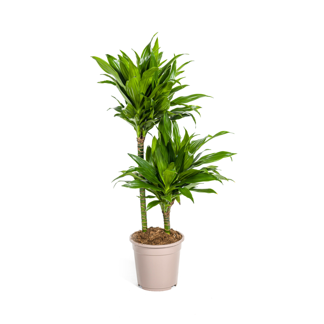 Dracaena Deremensis Green Jewel (drakenboom) – Ø19 cm, 70–90 cm hoog
