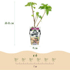 Ribes nigrum 'Titania' (sortribs) – 6 planter, Ø9 cm, 35 cm høje