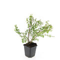 Symphoricarpos ch. 'Hancock' (snowberry) – 24 plants, Ø9 cm, 10–25 cm high