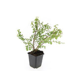 Symphoricarpos ch. 'Hancock' (snowberry) – 24 plants, Ø9 cm, 10–25 cm high