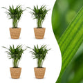 4× Areca lutescens (Dypsis) avec panier – Ø12 cm, 45 cm de haut