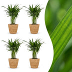 4× Areca lutescens (Dypsis) avec panier – Ø12 cm, 45 cm de haut