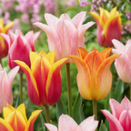 Tulpenmix 'Ballade' – 24 Blumenzwiebeln (Zwiebelgröße 11/12)