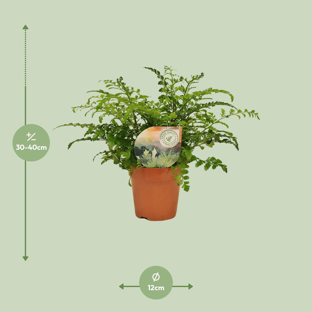 Asplenium Parvati (Vogelnestfarn) – Ø12 cm, 35 cm hoch