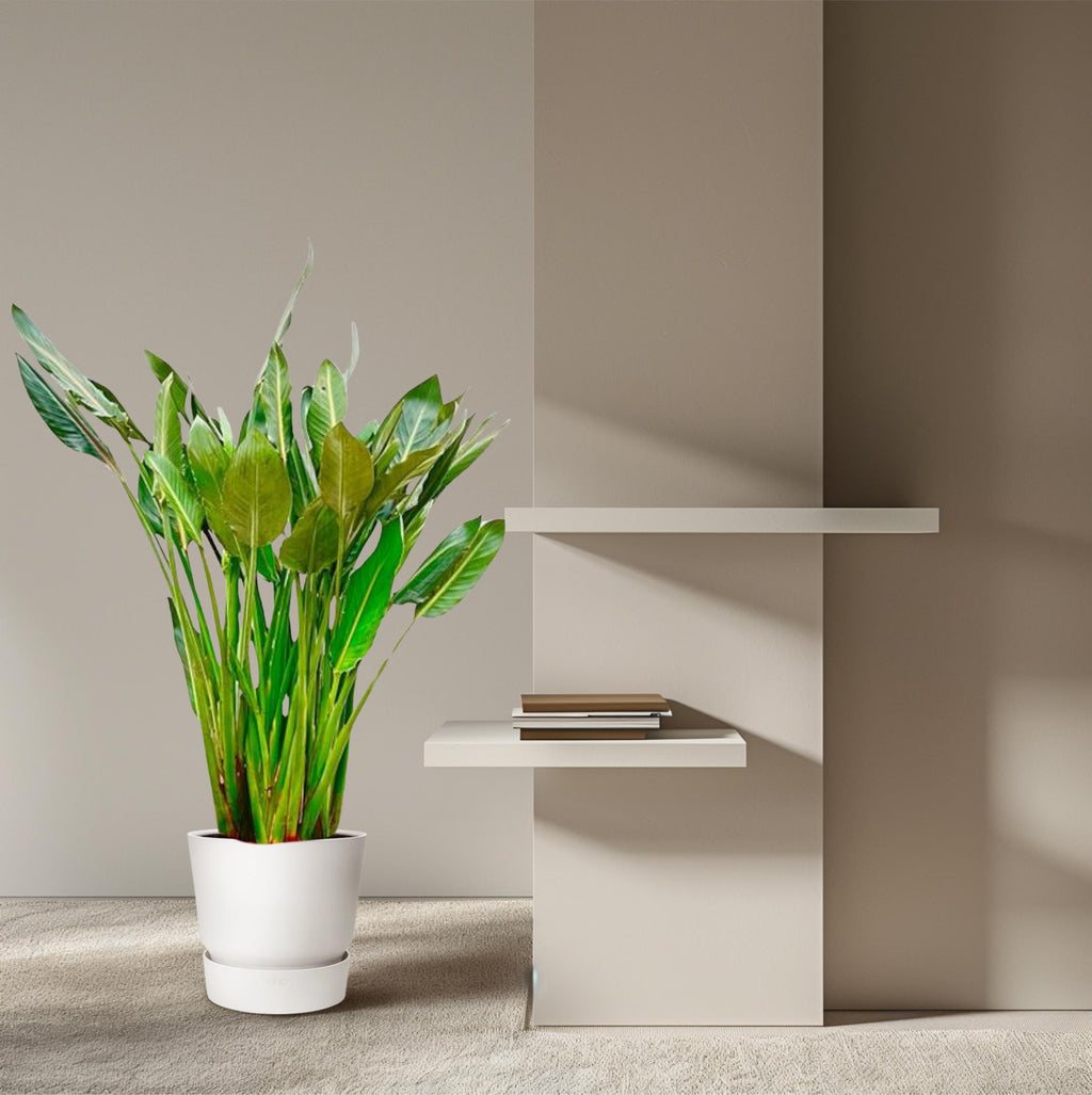 Strelitzia reginae XL (paradijsvogelbloem) – Ø30 cm, 150 cm hoog