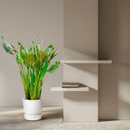 Strelitzia reginae XL (paradijsvogelbloem) – Ø30 cm, 150 cm hoog