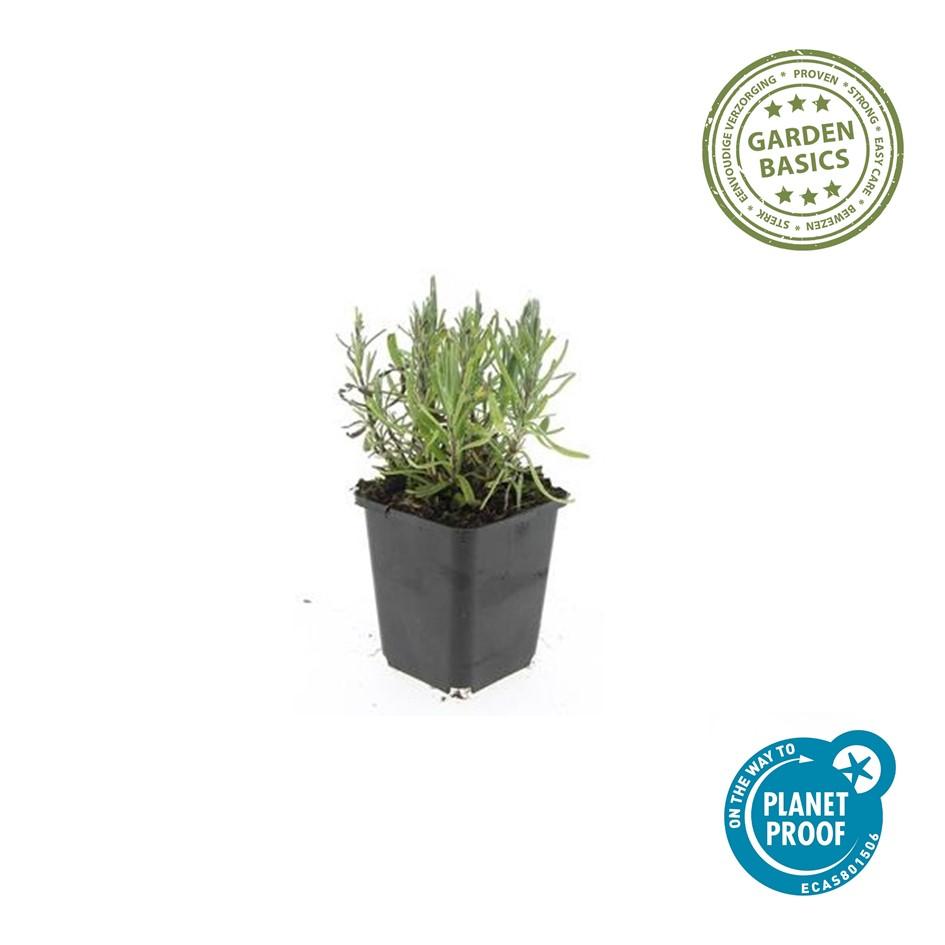 Lavandula angustifolia 'Munstead' (lavendel) – 12 planten, Ø9 cm, 10–25 cm hoog – foto 3