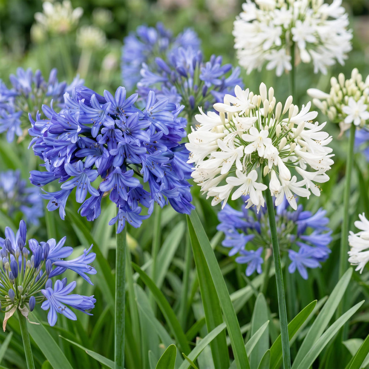 Agapanthus 'Duo' (Afrikanische Lilie) – blau-weiß – 6 Pflanzen, Ø11 cm, 15–25 cm hoch – Bild 5