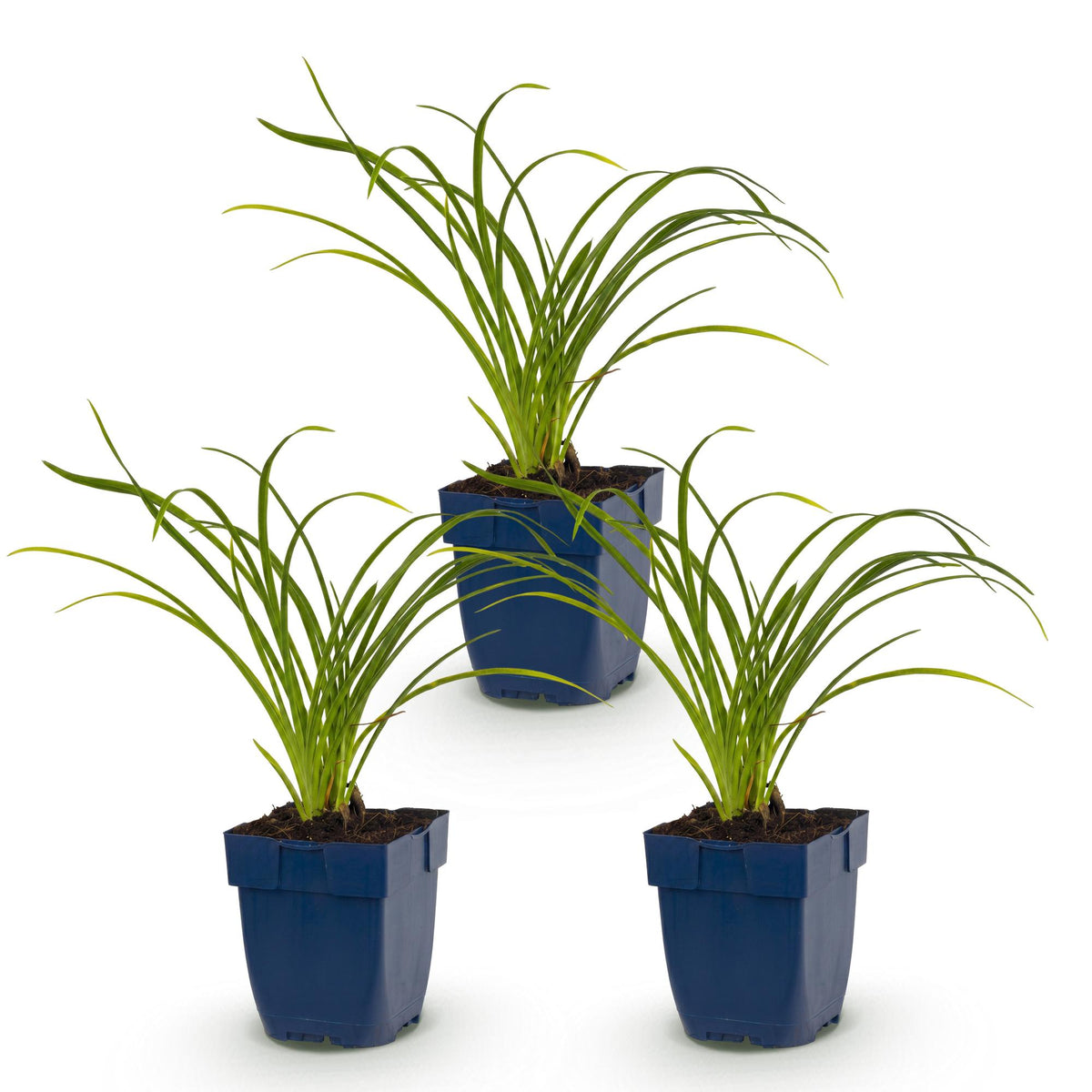 Hemerocallis 'Stella D’Oro' (daglelie) – geel – 3 planten, Ø11 cm, 15–25 cm hoog