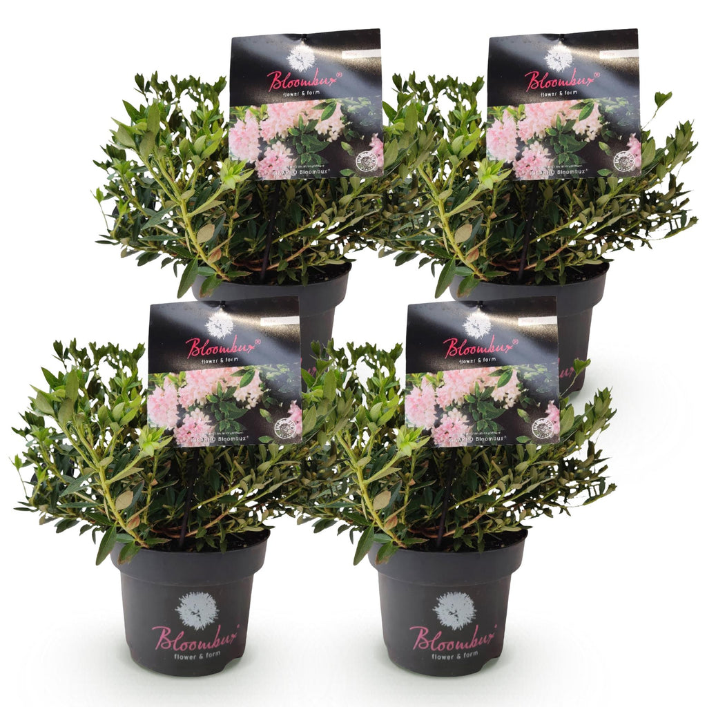 Rhododendron 'Bloombux Light Pink' (rhododendron) – 4 plantes, Ø17 cm, 30–40 cm de haut – photo 2