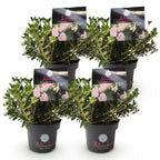 Rhododendron 'Bloombux Light Pink' (rhododendron) – 4 plantes, Ø17 cm, 30–40 cm de haut