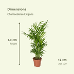 2× Mexicaanse Bergpalm (Chamaedorea) – Ø12 cm, 40 cm hoog