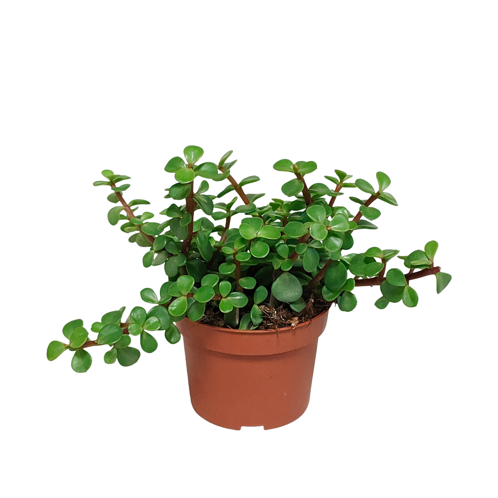Portulacaria afra (kødbønne) uden urtepotte – Ø11 cm, 25 cm høj