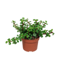 Portulacaria afra (kødbønne) uden urtepotte – Ø11 cm, 25 cm høj