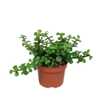 Portulacaria afra (kødbønne) uden urtepotte – Ø11 cm, 25 cm høj