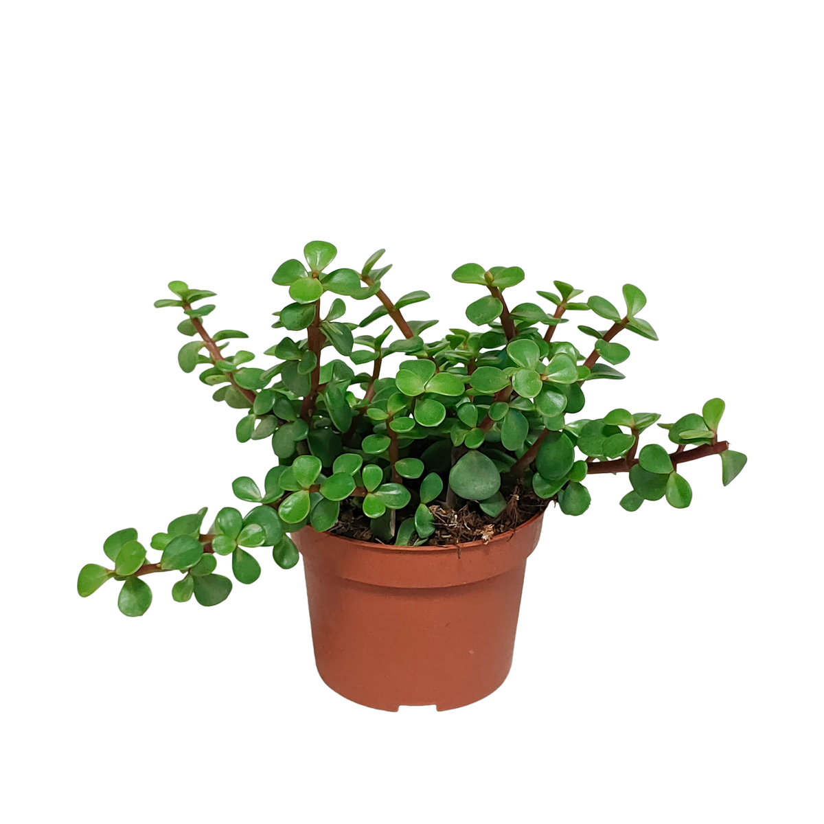 Portulacaria afra (kødbønne) uden urtepotte – Ø11 cm, 25 cm høj