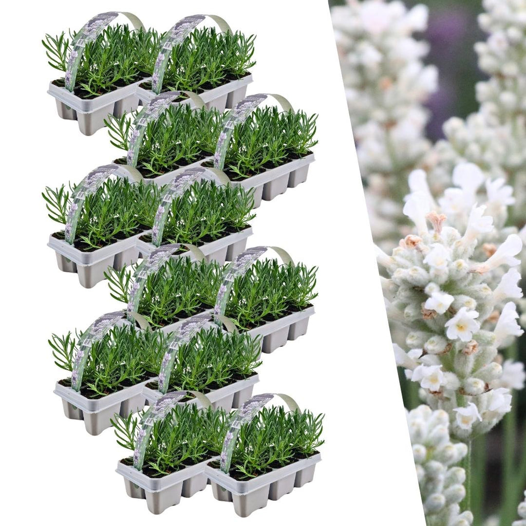 Lavender (Lavandula) – 72 plants, Ø7 cm, 15 cm high – white