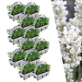 Lavender (Lavandula) – 72 plants, Ø7 cm, 15 cm high – white