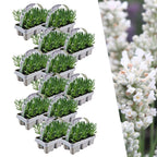 Lavender (Lavandula) – 72 plants, Ø7 cm, 15 cm high – white