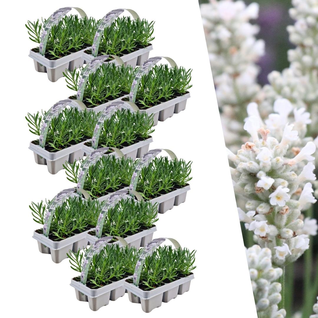 Lavender (Lavandula) – 72 plants, Ø7 cm, 15 cm high – white