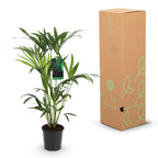 Howea forsteriana (Kentiapalme) – Ø 19 cm, 80–85 cm hoch